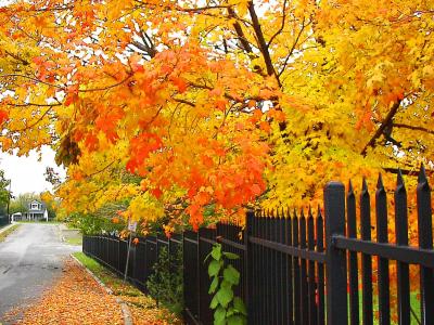 秋天, 树木, 秋天, 自然, 赛季, 季节性