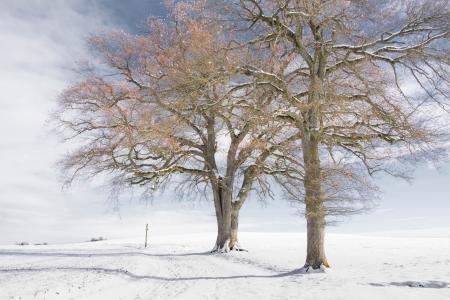 树, 冬天, 自然, 雪, 冬季景观, 裸, 感冒