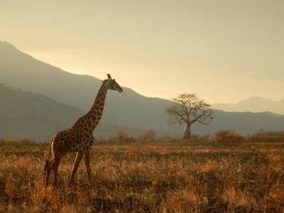 长颈鹿, 坦桑尼亚, 野生动物园, 动物, 萨凡纳