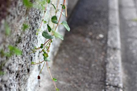 墙上, 水泥, 旧墙, 人行道上, 植物, 爬虫, 叶子