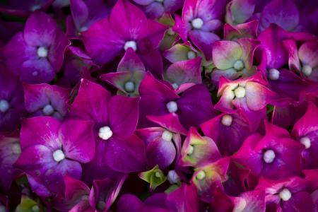 花, 花, 罗莎, 紫罗兰色, 花露珠, 紫色的花, 自然