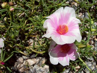 罗莎, 粉红色的花, 草, 地面, 自然, 春天, 花