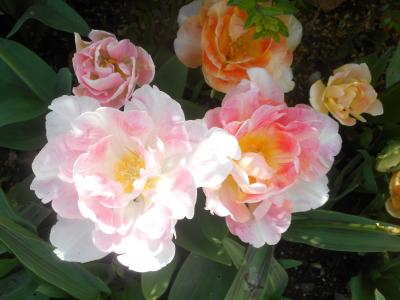 开花, 粉色, 花, 玫瑰, 白色, 春天, 花园