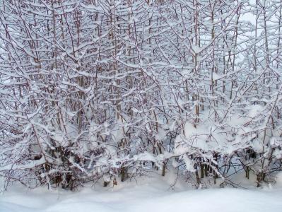 冬天, 分支机构, 树, 雪, 白雪皑皑