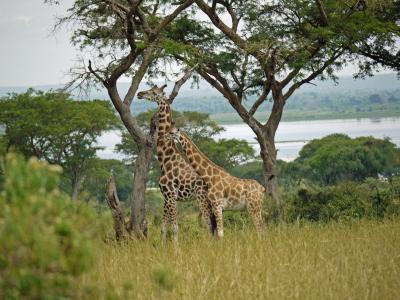 罗斯柴尔德-长颈鹿, 乌干达, 双, 野生动物, 长颈鹿, 非洲, 国家公园
