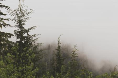 松树, 树, 包围, 雾, 冬天, 雾, 森林