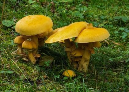 蘑菇, 森林, 有毒, 潮湿, 青苔, 秋天, 黄色