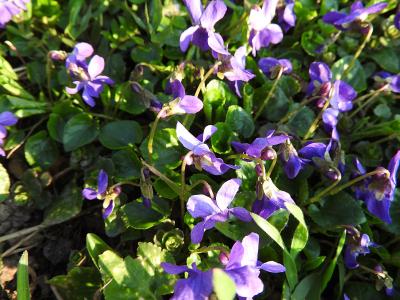 紫罗兰色, 花, 花, 植物, 春天, 沃德紫