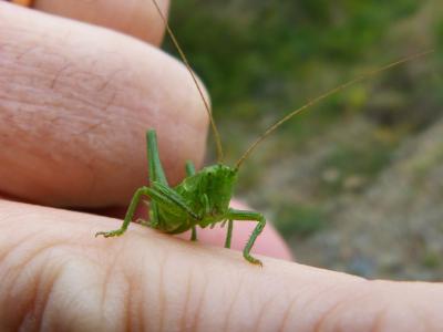 绿色蚱蜢, 小小, 龙虾, 手指, 蚱蜢, 节肢动物