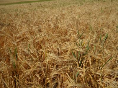 玉米田, 字段, 大麦, 谷物, 夏季, 成长, 成熟的