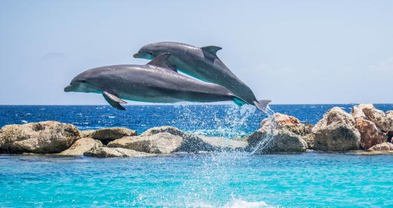 海豚, 水族馆, 跳跃, 鱼, 动物, 海洋, 水