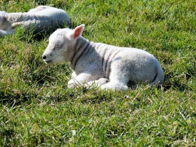 羊, 自然, 羔羊, 动物, 春天, 羔羊, 牧场