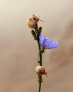 蜗牛, 花, 蓝色, 攀爬, 自然, 脆弱, 一种动物