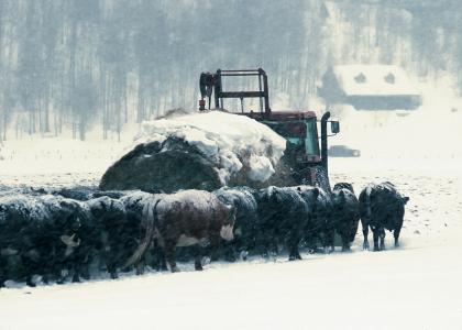 怀俄明州, 牛, 干草卡车, 饲料, 农场, 农村, 国家