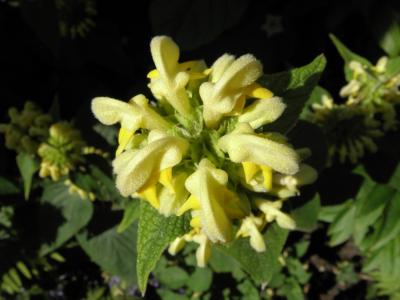 火草本, 花园, 黄色, 花, phlomis russeliana