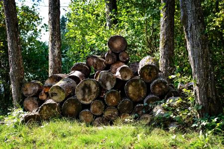 木材, 木柴, holzstapel, 自然, 堆积, 增长股票, 桩木
