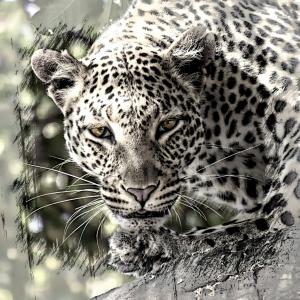 豹, 大猫, 非洲, 野生动物园, 哺乳动物, 野生动物, 动物