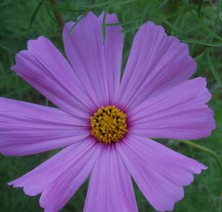 花, 绽放, 野生, 简单, 漂亮, 雏菊般, 紫色