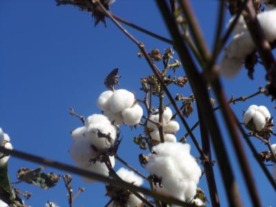 棉花, 白色, 植物, 天空, 蓝色, 收获, 作物