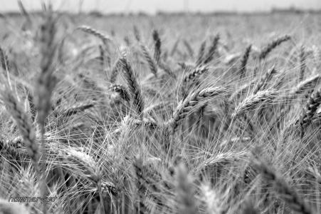 小麦作物, 字段, 小麦, 农业, 植物, 自然, 麦片