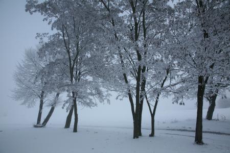 雪, 景观, 冬天