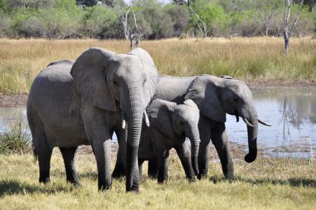 大象, 非洲, 奥卡万戈三角洲, 动物, 野生动物园, 野生动物, 自然
