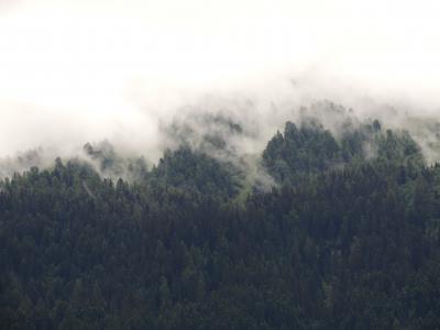 绿色, 松树, 树木, 覆盖, 雾, 白色, 多云