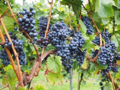 葡萄, 浆果, 葡萄酒浆果, 蓝色, 豆荚, 葡萄藤, 葡萄