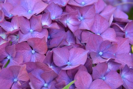 绣球花, 花, 灌木, 紫色