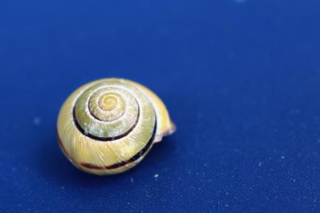 蜗牛, 壳, 软体动物, 关闭, 慢慢地, 蜗牛的壳, 爬行动物