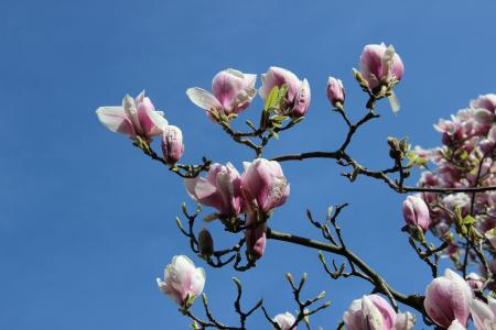 玉兰花, 郁金香玉兰, 分公司, 春天, 春天的预兆, 粉红色的颜色, 自然