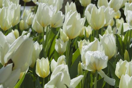 郁金香, 白色, 植物区系, 花园, 春天