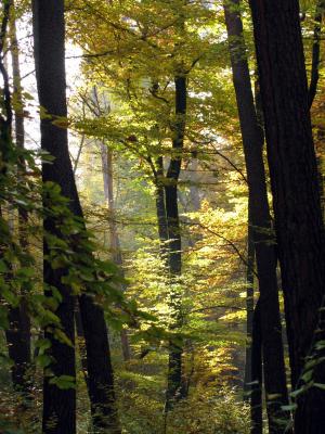 树木, 森林, 回光, 秋天, 自然, 德国, 巴登符腾堡