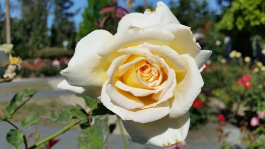 白玫瑰, 上升, 花, 自然, 白色, 开花, 植物