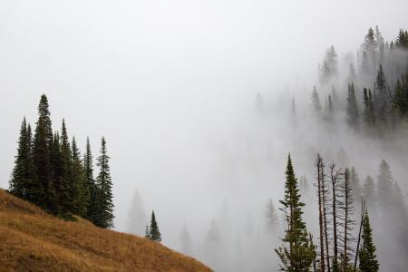 雾, 树木, 景观, 风景名胜, 黄石国家公园, 怀俄明州, 美国