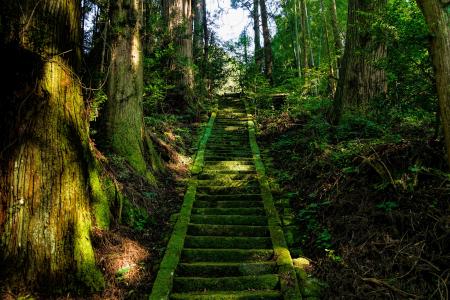 日本, 麻生太郎, 靖国神社, 楼梯, 青苔, 绿色, 森林