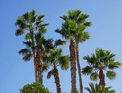 棕榈树, 天空, 蓝色, 棕榈树, 植物
