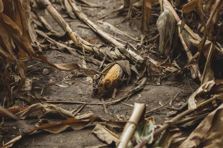 玉米棒放在泥泞的田野上