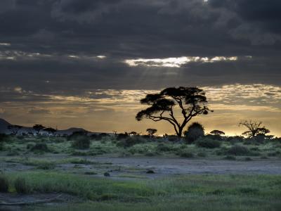 日落, 景观, 非洲, 余辉, 自然, 云彩, 树木