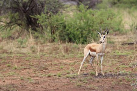 南非, 堡, 荒野, 羚, 羚羊, 野生动物, 自然