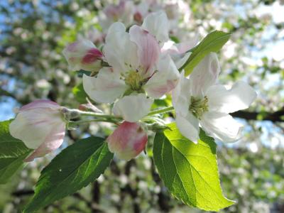 树, 花, 树上苹果, 开花的树, 春天, 自然, 工作表