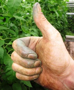 拇指, 园丁, 手, 绿色