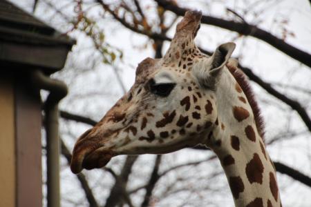 动物, 动物园, 长颈鹿, 野生动物, 自然, 非洲, 野生动物