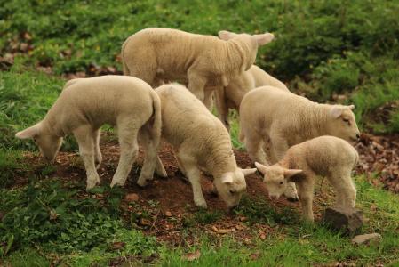 羔羊, 羊, 动物, 可爱, schäfchen, 羊毛, 动物世界