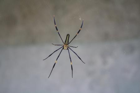 蜘蛛, 巴厘岛, 灰色, 蜘蛛网, 昆虫, 自然, 蛛形纲动物