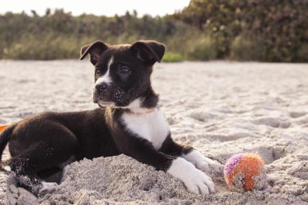 球, 海滩, 很好奇, 狗, 乐趣, 爪子, 宠物