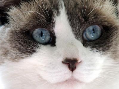 可爱, 猫, 布娃娃, 脸上, 蓝色, 眼睛, 鼻子