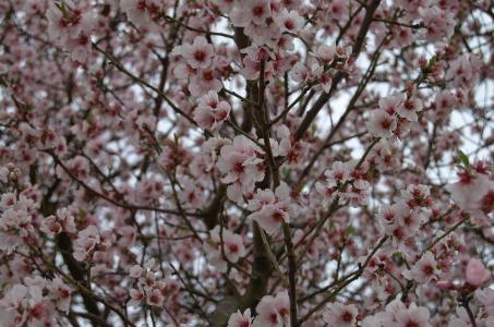 树, 开花, 绽放, 春天, 樱花, 粉色, 樱桃