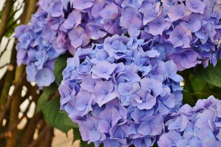 绣球花, 花, 紫色, 蓝色, 花, 花园, 花序