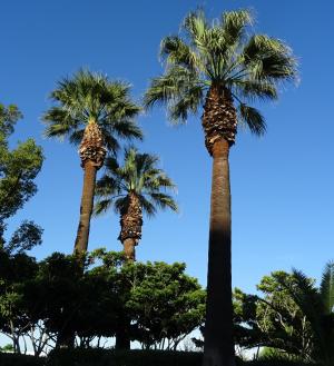 棕榈, 树, washingtonia filifera, 沙漠风扇棕榈, 加利福尼亚风扇棕榈, 加利福尼亚棕榈, 棕榈